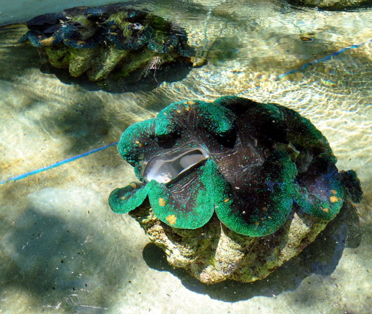Camiguin Giant clams